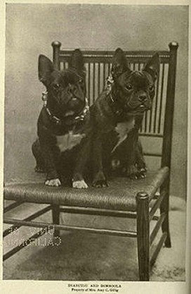 history french bulldog
