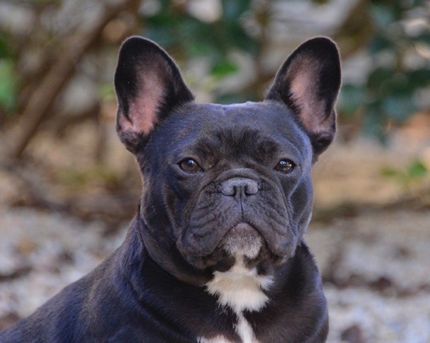 French bulldog for sale in louisiana