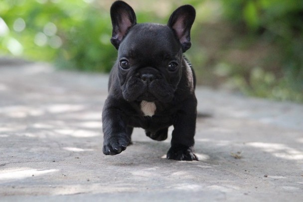 French Bulldog for sale in houston