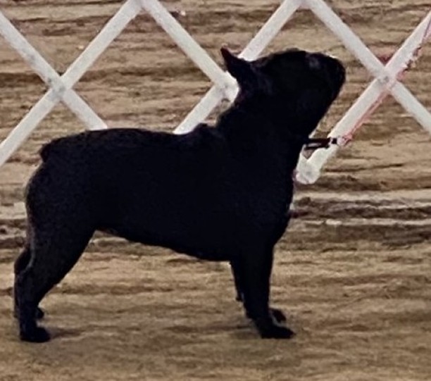 french bulldog in washington